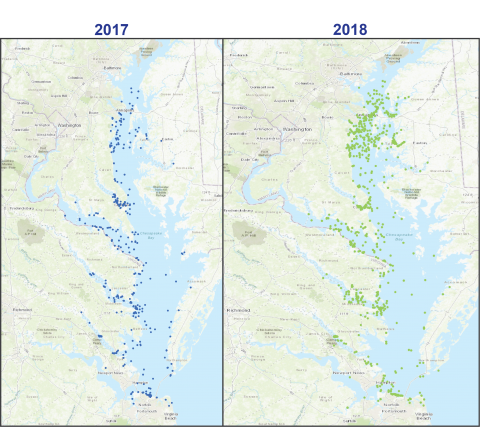 Map of Chesapeake Bay showing confirmed dolphin sightings in green dots from the Atlantic Ocean north to Baltimore.