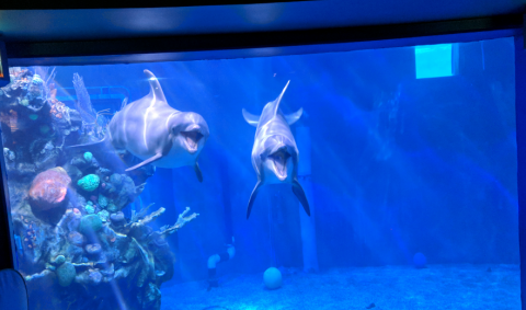 Two dolphins look like they're smiling through the glass at The Seas in Disney's Epcot.