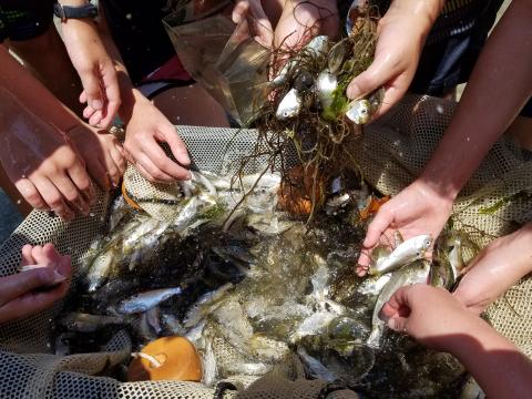 Campers got to see menhaden, Atlantic silversides, and white perch, among other fish species, and learned about what forage fish are.