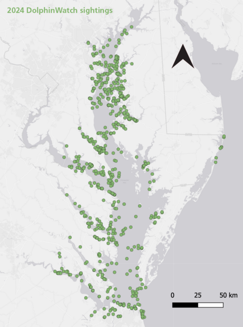 Map of the Chesapeake Bay with green dots representing dolphin sightings