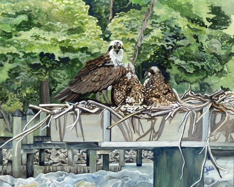 Watercolor painting of an osprey in its nest with two young osprey