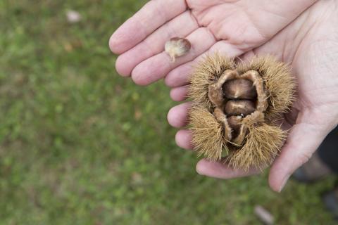 American chestnuts