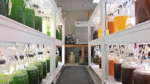 Algae lab with colorful bottles of algae lining the shelves