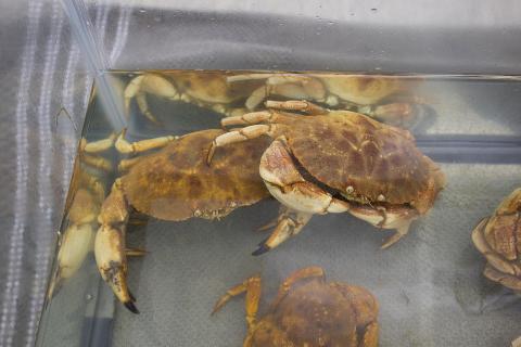 Two Jonah Crabs in a tank