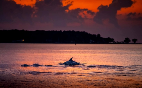 Dolphins playing on the Miles River, June 2020. Credit: Arden Haley.