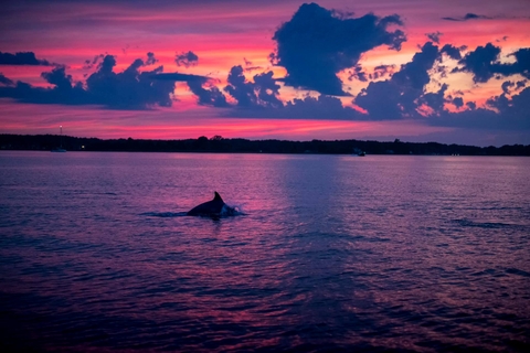 Dolphins in the Bay at sunset