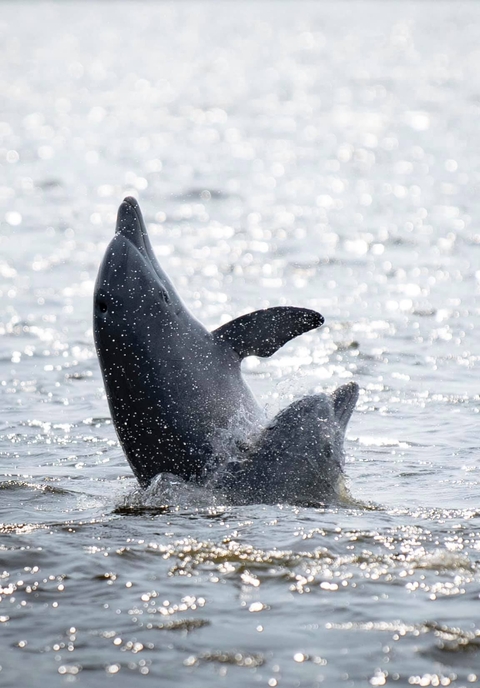 Dolphins playing on the Miles River, June 2020. Credit: Arden Haley.