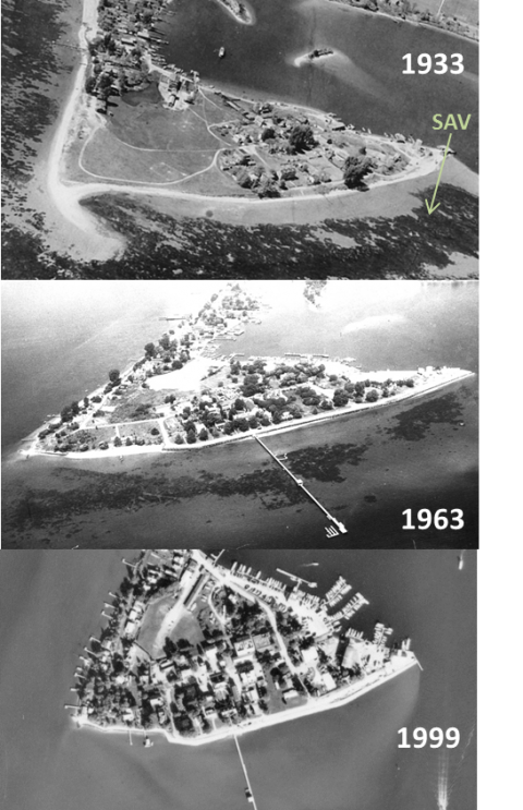 The shores of Solomons Island near the Chesapeake Biological Laboratory research pier were once covered with lush bay grass beds, but these beds began to decline in the 1960s and were completely gone by the 1970s. Bay grasses did not return to the region 