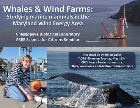 Top: Wind turbine: Bottom Left: Helen Bailey Bottom Right: Whale fluke