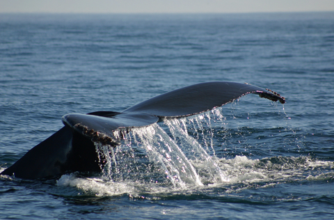 Whale Tail appearing from the ocean surface