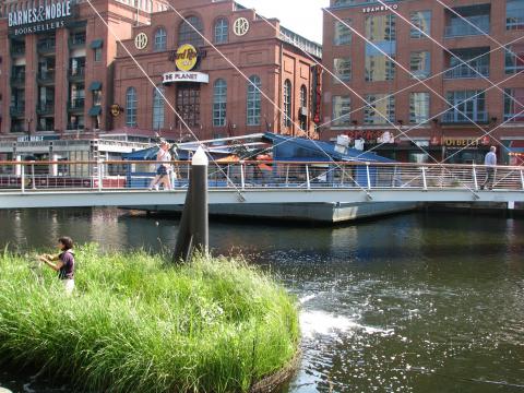 Photo of floating wetlands in Baltimore's Inner Harbor