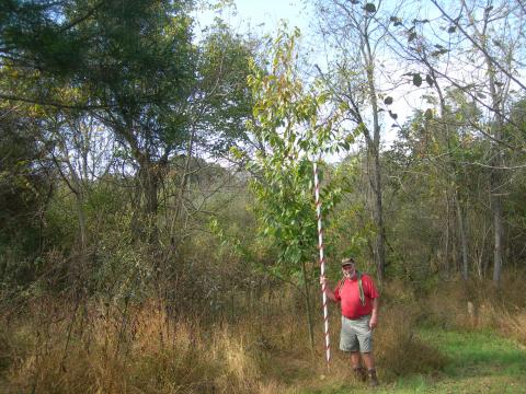 Citizens Restoring American Chestnuts citizen scientist Bernie Coyle with project tree