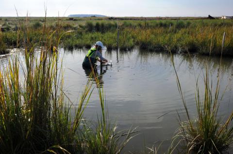 scientist standing in a marsh