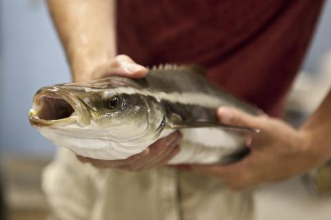 A student holds a cobia fish out of water for a photo
