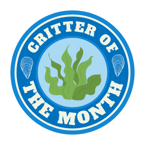 Critter of the Month Logo