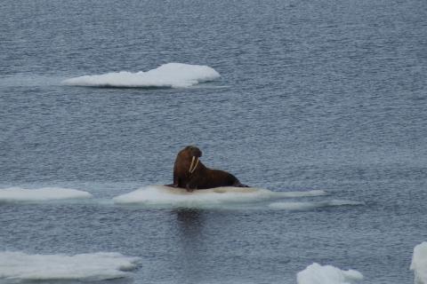 Walruses use sea ice for riding, resting, and nursing calves. Photo by Rachel Pleuthner, Old Dominion University