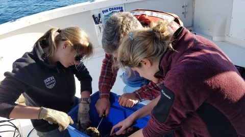 Ellie Rothermel, Dave Secor, and Caroline Wiernicki removing biofouling from an acoustic receiver.