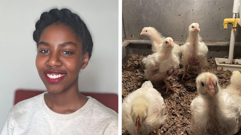 Two images: Libby Gilmore and chickens in a pen