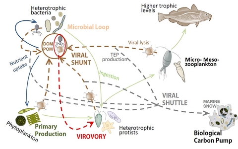 Diagram representing the relationships between marine creatures and viruses
