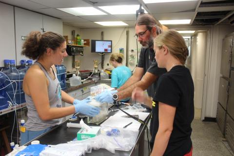 Maddy Lam, Michael Gonsior, and Leanne Powers prepare to analyze water samples in the ship-board laboratory.