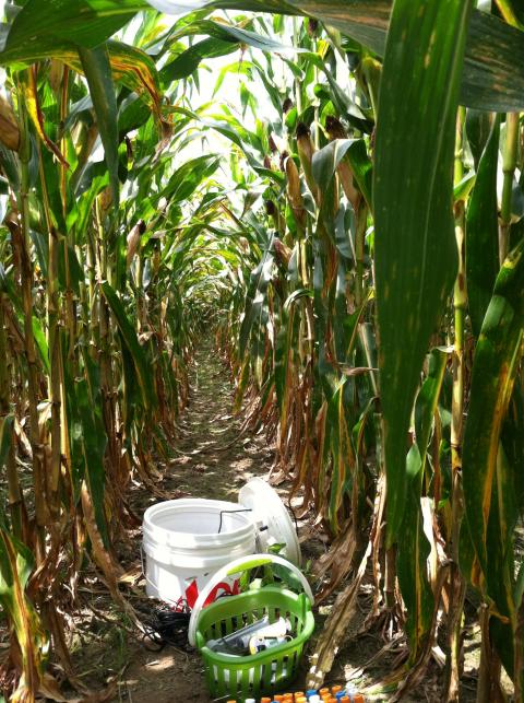 Water quality testing equipment in cornfield