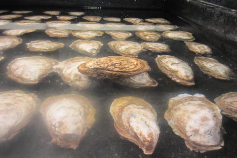 oyster breeding
