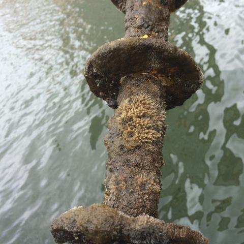 A rack of discs kept in the Inner Harbor shows the life that grows on the surface.