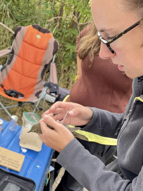 Dr. Joely DeSimone examines tagged bird, 