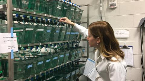 Student Mary Larkin works with zebrafish.