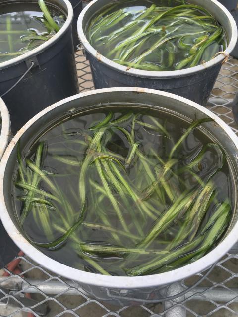 Photo of Valinseria plants growing in greenhouse