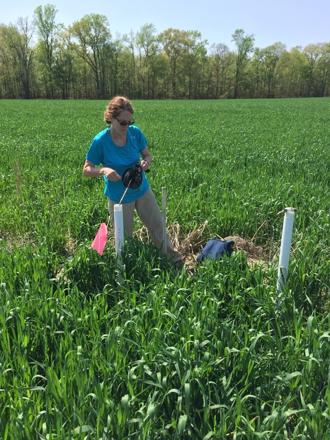 Anne Gustafson conducting field work