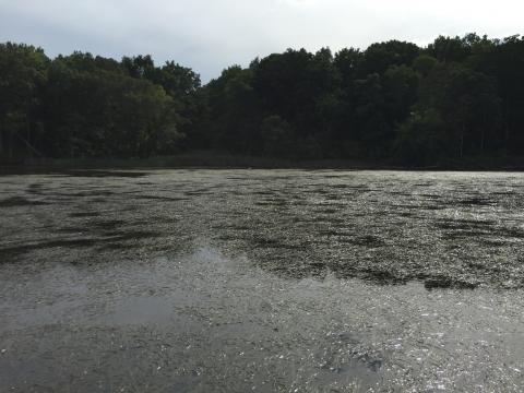 Image of valisneria plants growing in river