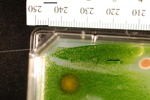 microalgae