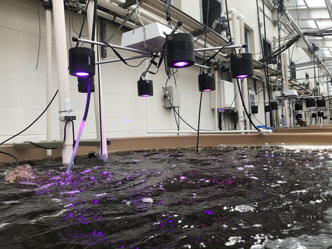 LED lights on Algae Tanks