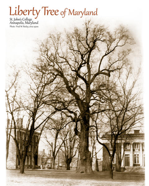 Photograph of the Liberty Tree in Annapolis, MD 