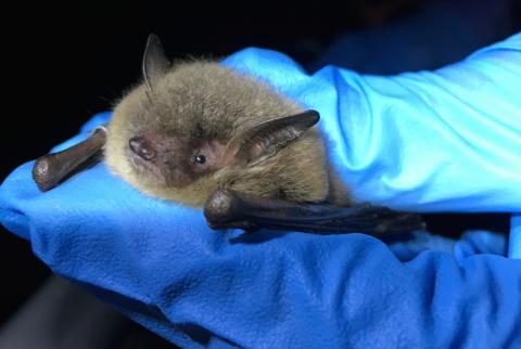 Little brown bat in researcher's gloved hand 