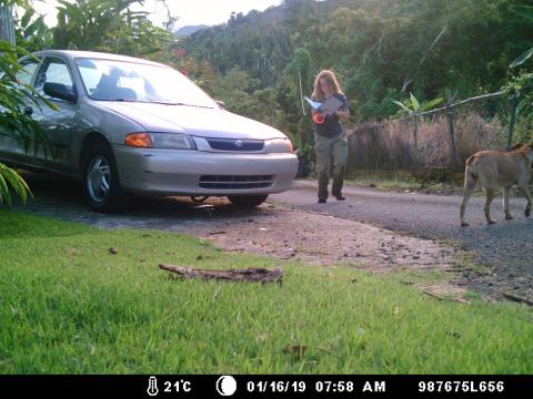 Graduate student Claire Nemes doing field research in Puerto Rico