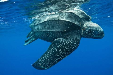 Leatherback turtle under water