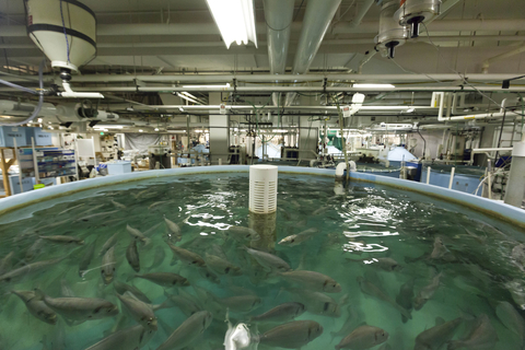 Image of recirculating tank in IMET's Aquaculture Research Center
