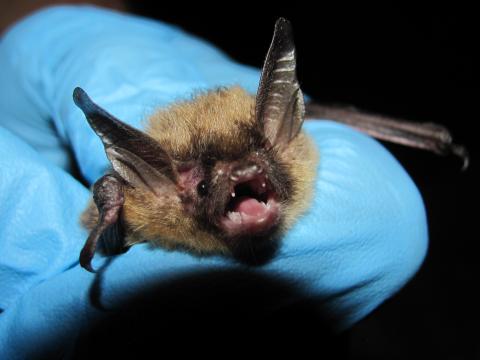 northern long-eared bat