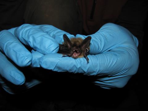 This is a northern-long eared bat. 