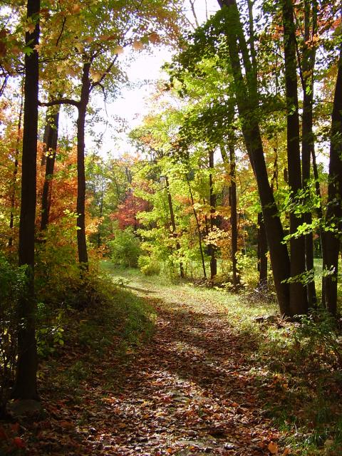 A path through the forest with fallen leaves