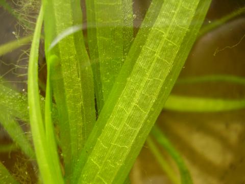 Close up photo of a Vallisneria Leaf
