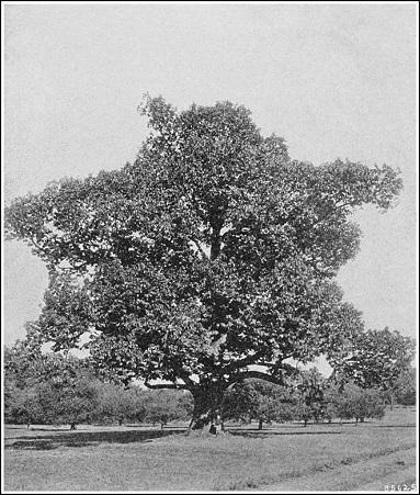 American Chestnut taken by US Forest Service in early twentieth century 