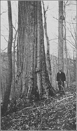 American chestnut tree towers above man in early twentieth century 