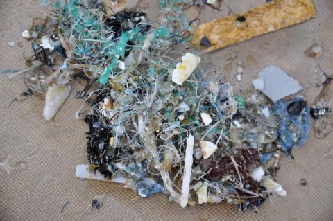 plastic pieces found in the Pacific Ocean