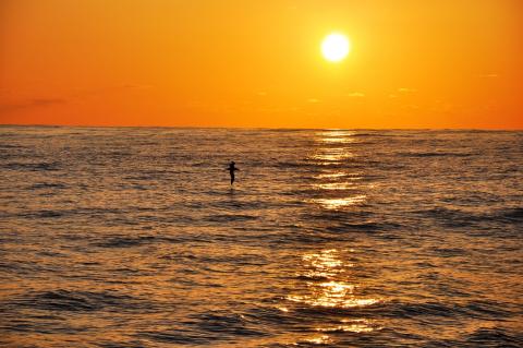 A view of the Pacfic Ocean at sunset as an albatross cuts across the water. Photo by Michael Gonsior.