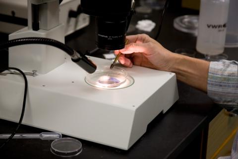 raman microscope