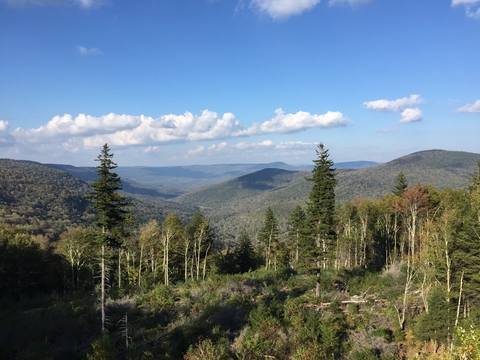 Red spruce on mountainside 