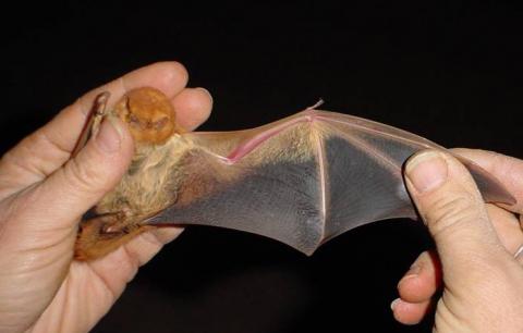 Photo of a captured eastern red bat.